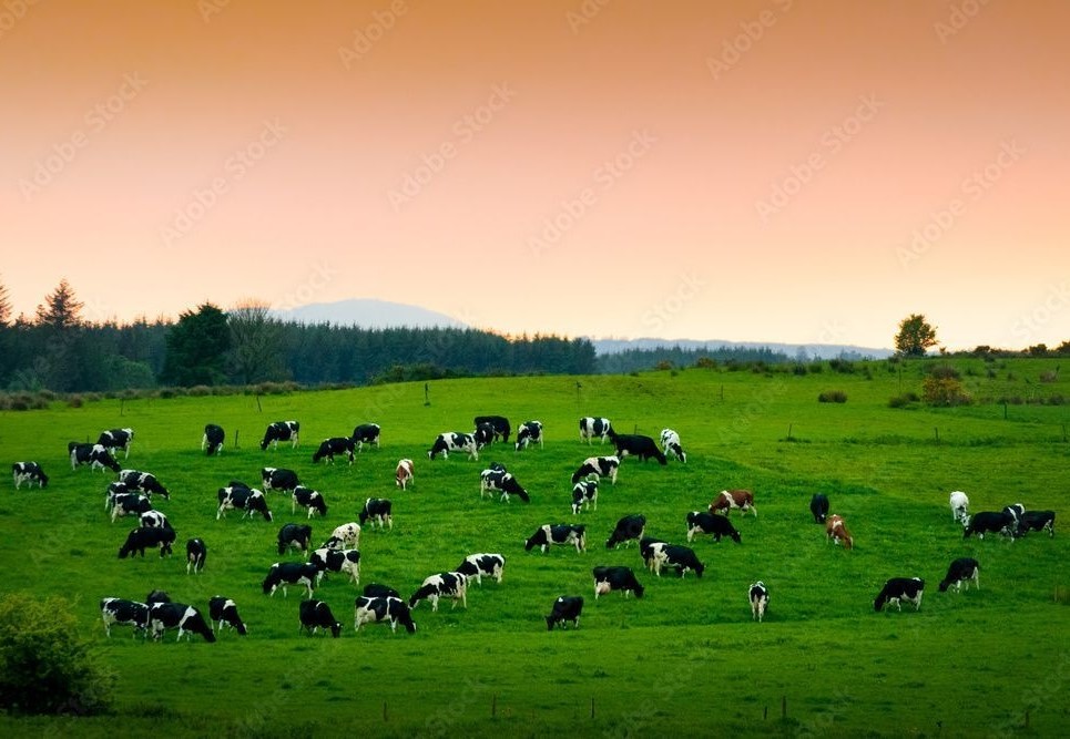 Agriculture & Equine Services